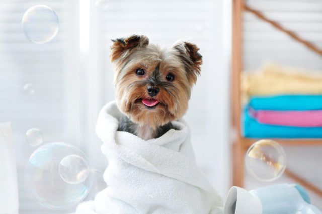 petcare