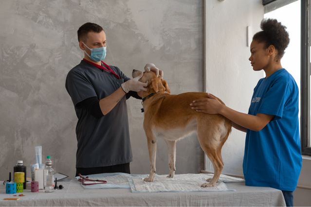 pet-insurance-philippines-veterinarian