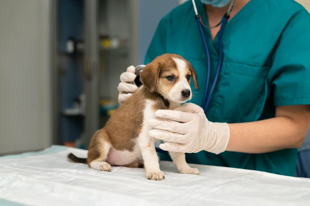 Why You Should Get Pet Insurance for Your Dog